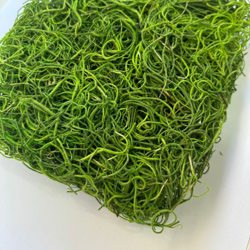 Musgo barba de velho verde