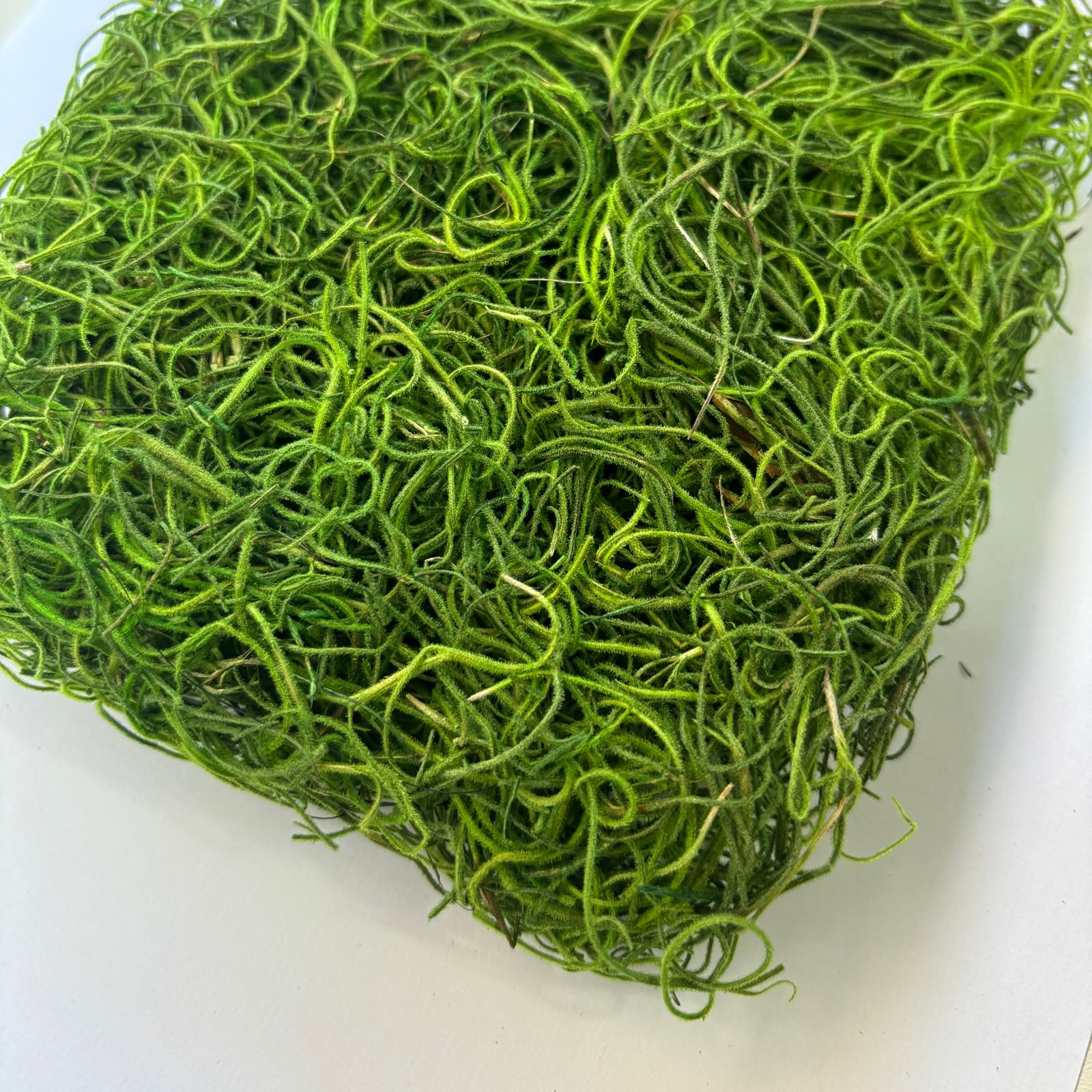 Musgo barba de velho verde