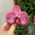 Porta-guardanapo Orquídea vinho