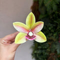 Porta-guardanapo orquídea amarela e rosa