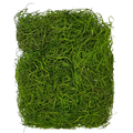 Musgo barba de velho verde