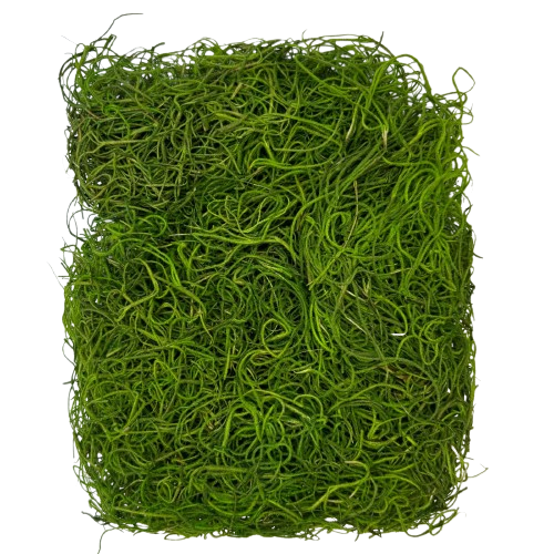 Musgo barba de velho verde